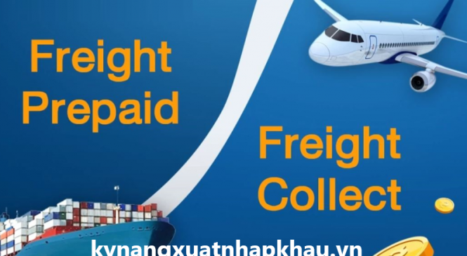 Freight Prepaid là gì? Sự khác biệt giữa Freight collect và Freight prepaid